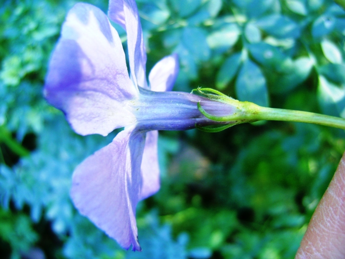 condominio - Vinca major